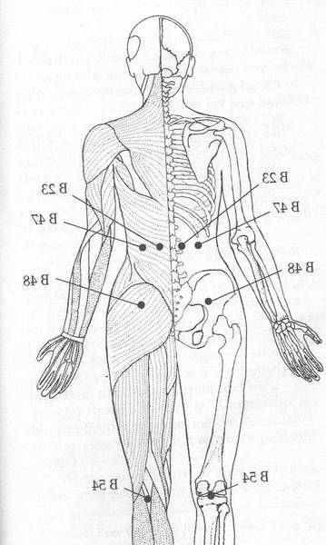 acupuncture vétérinaire