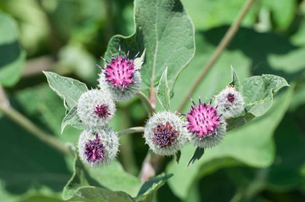 comment enlever l acné dans le dos