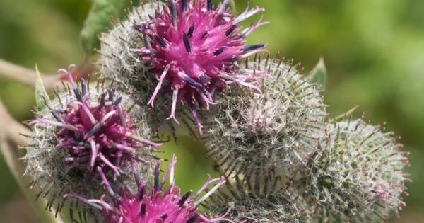 comment enlever son acné rapidement