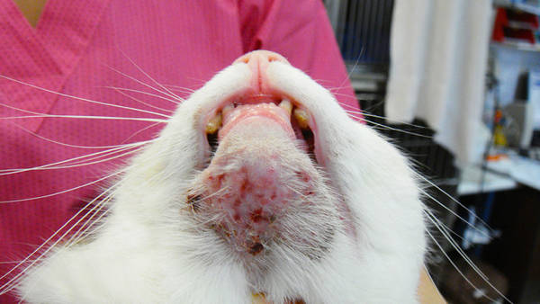 comment soigner l acne