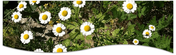 acupuncture quimperlé