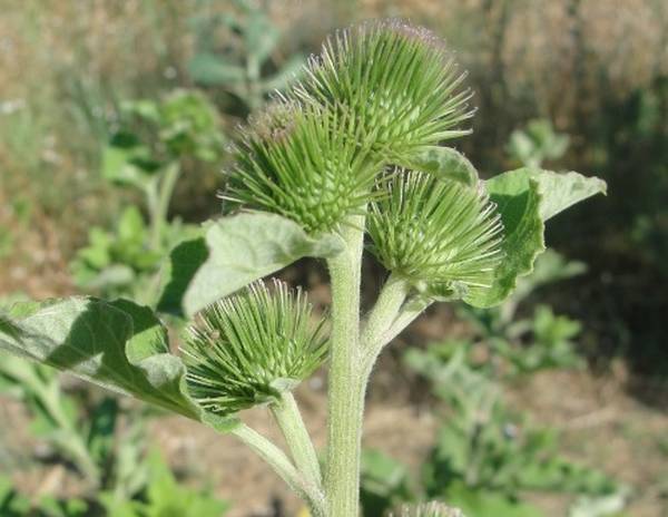 comment assécher un bouton d acné