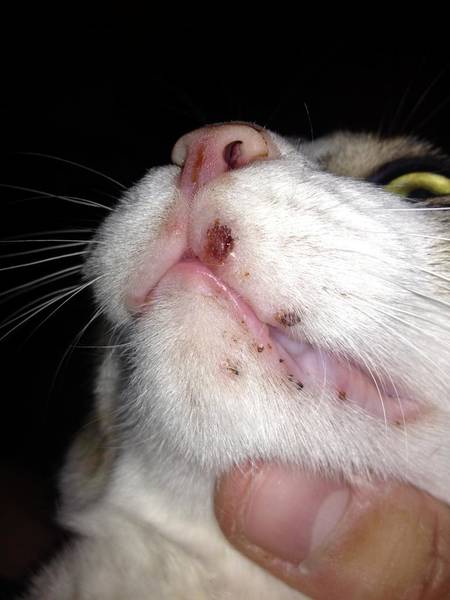 comment éliminer les boutons d acné naturellement