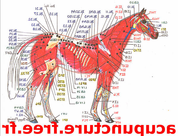 acupuncteur evreux avis