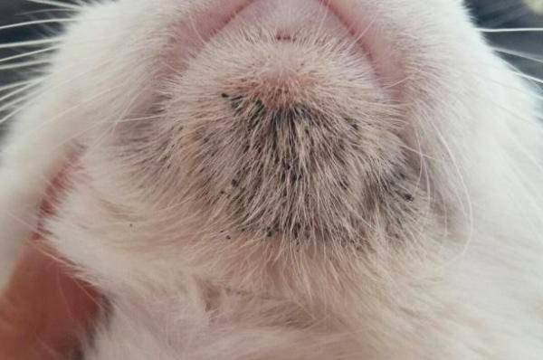 doxycycline acné combien de temps