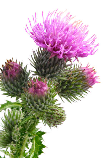 pourquoi acné kystique